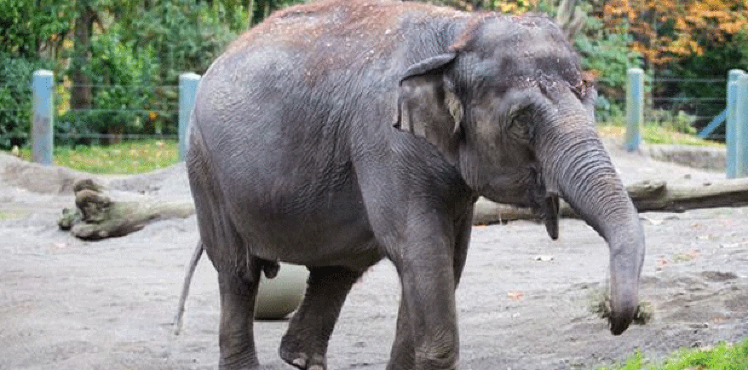 Representantes del zoológico han señalado que las elefantas podrán sumarse a una manada mayor y multigeneracional en Oklahoma City. (Twitter)