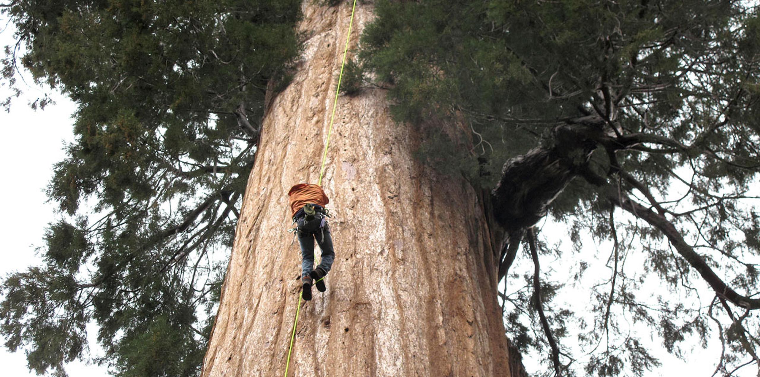 Las secuoyas que crecen en la Sierra están entre los árboles más grandes y ancianos del mundo, y en algunos casos alcanzan los 300 pies de altura y hasta 3,000 años de edad. (AP)