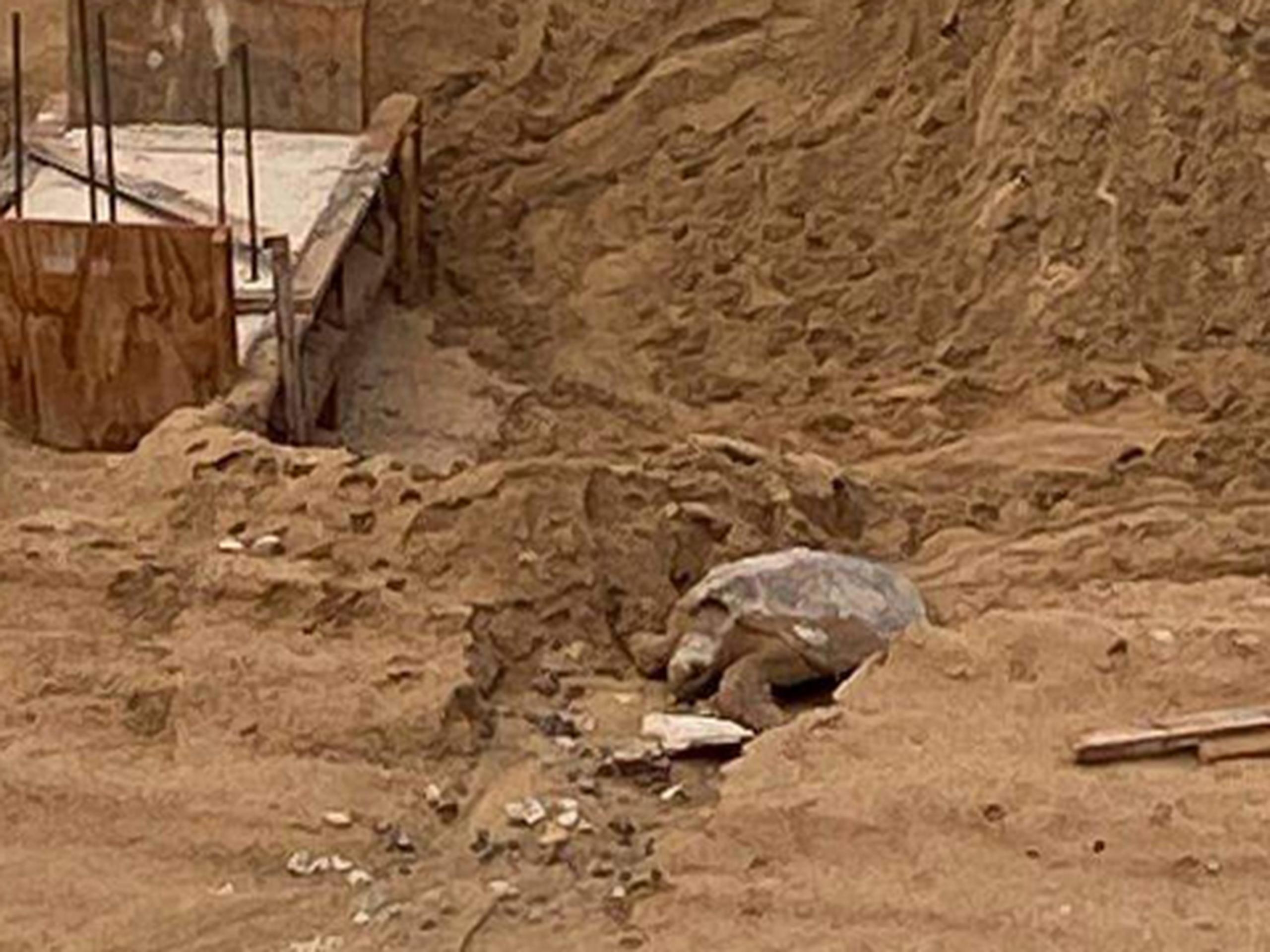 La tortuga marina puso unos 180 huevos a eso de las 3:00 a.m. y quedó atrapado en el área de la construcción hasta las 7:00 a.m.