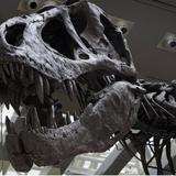 Subastarán esqueleto de tiranosaurio rex por primera vez en Asia