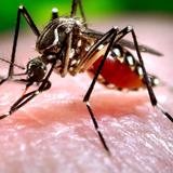 Confirman cuatro casos locales y 50 foráneos de zika en Florida