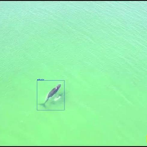 Drones. Herramienta para detectar tiburones