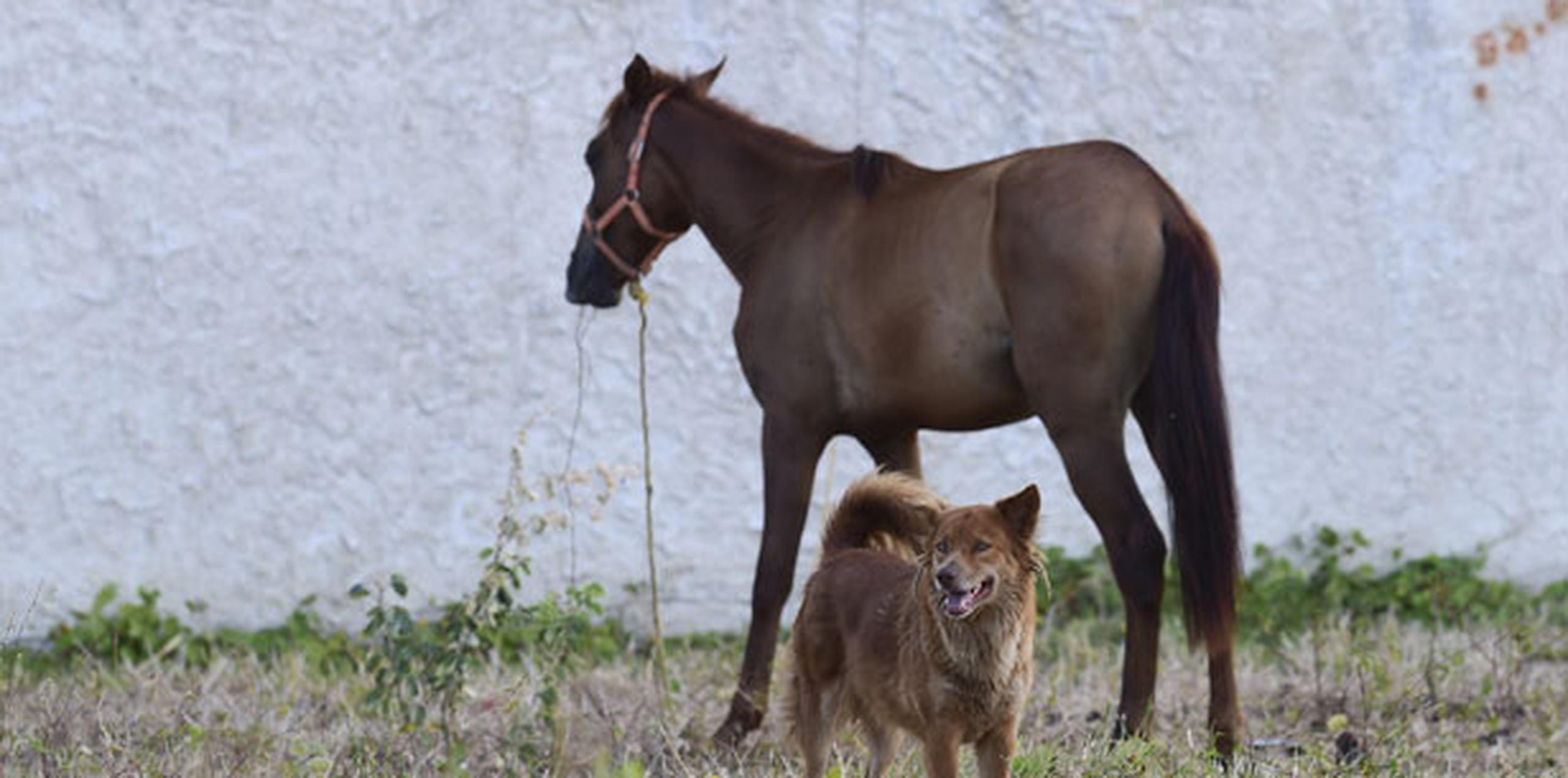 El Consejo de Ética Animal de Dinamarca se opone a la ley porque dice que hay normas que permiten la bestialidad excepto en casos donde pueda demostrarse que el animal ha sufrido. (Archivo)
