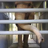 La elefanta Mundi comenzará la travesía hacia su nuevo hogar en Georgia
