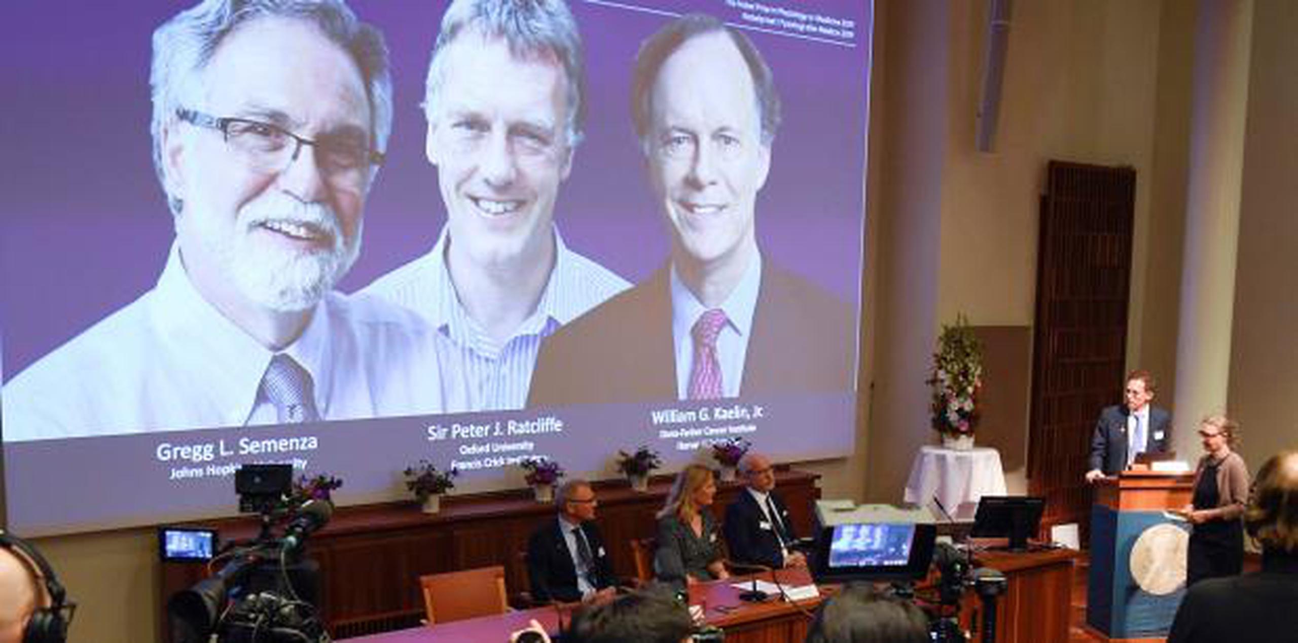 Momento en que se anuncia en Suecia el galardón a los estadounidenses Kaelin y Semenza y el británico Ratcliffe ganan el Nobel de Medicina. (AP)