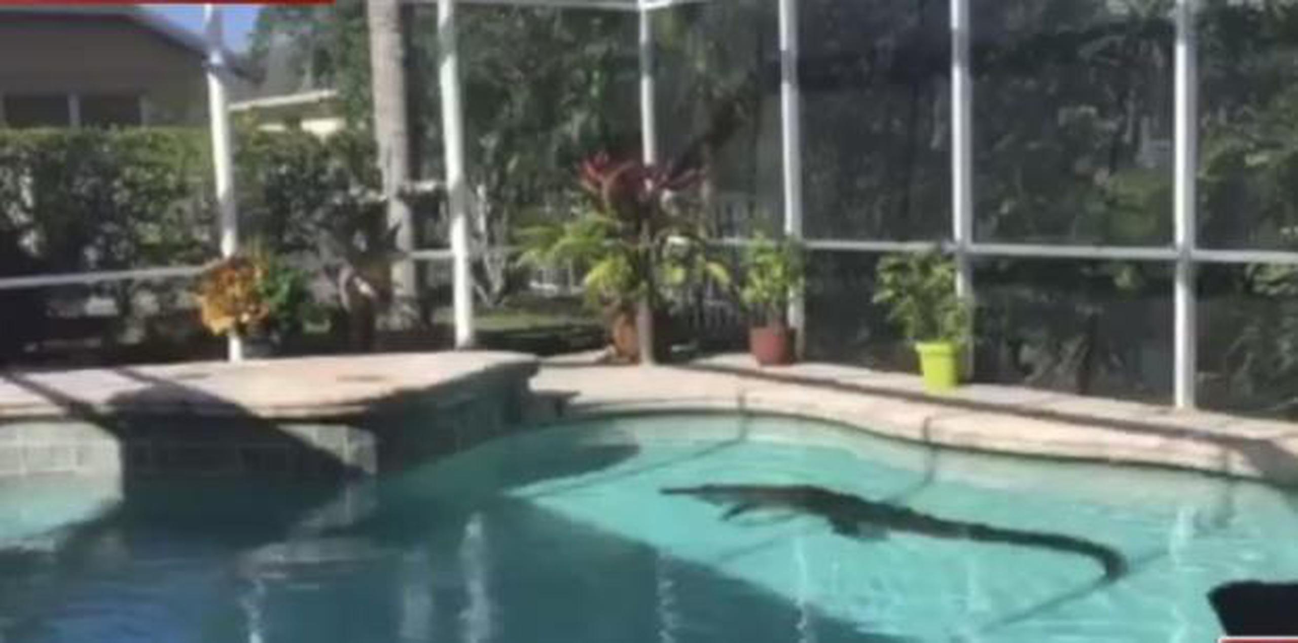 Un experto con permiso estatal atrapó y sacó al caimán de la piscina. (Vía ABC Action News - WFTS - Tampa Bay)