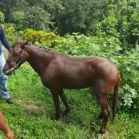 Rescatan caballo en Caguas