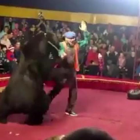 Graban el inesperado ataque de un oso en un circo ruso