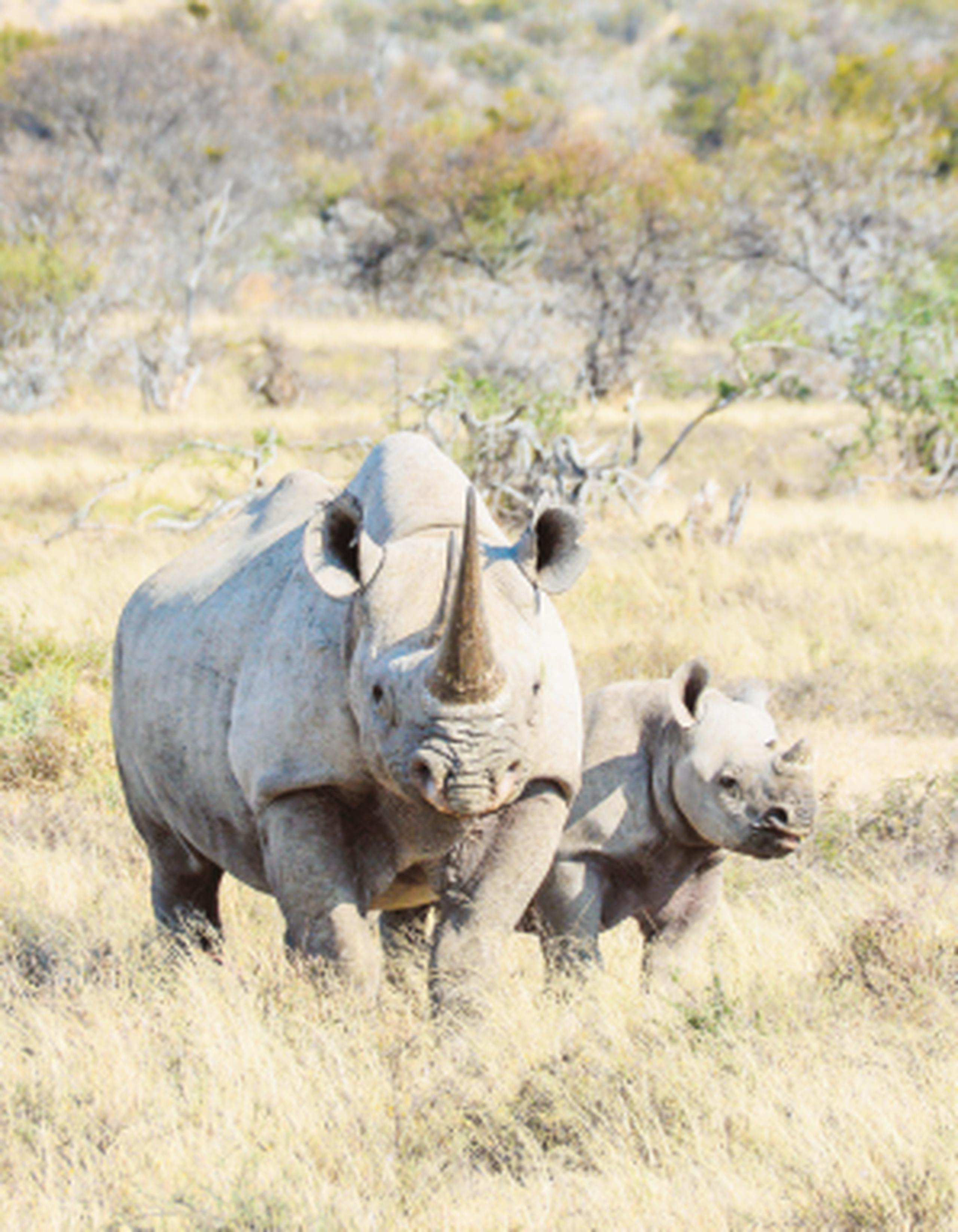 El declive temprano de las poblaciones de rinocerontes negros se le atañe a los cazadores europeos. (Archivo)