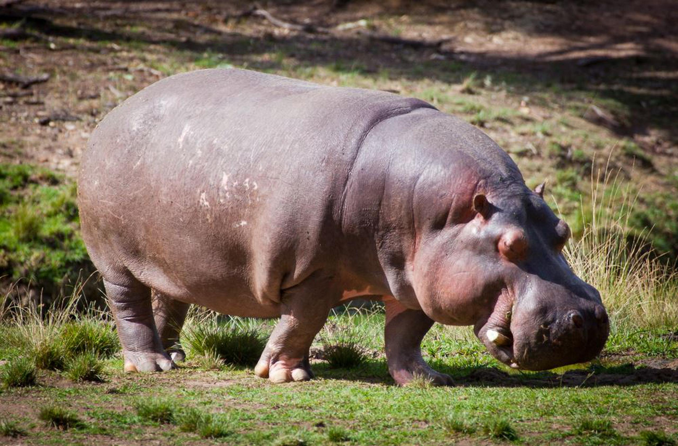 Los hipopótamos de Pablo Escobar son un dolor de cabeza para el gobierno colombiano. (Shutterstock)