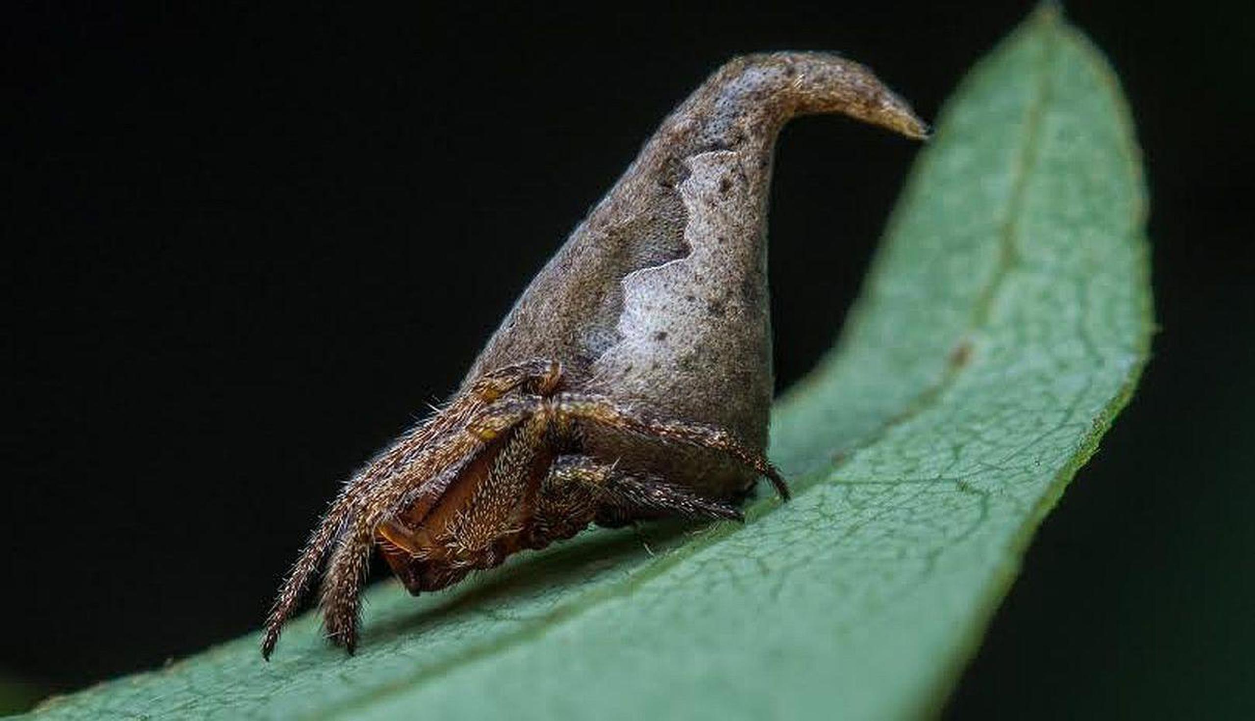 La araña 'Eriovixia gryffindori'. Fue hallada en la India. (GDA)