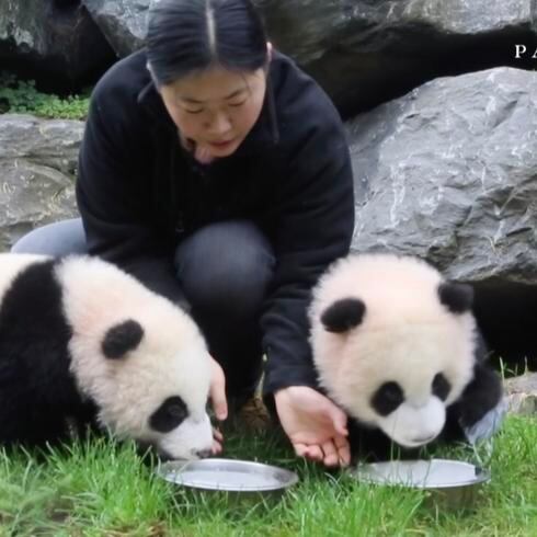 ¡Tanta ternura! Pandas gemelos caminan por primera vez