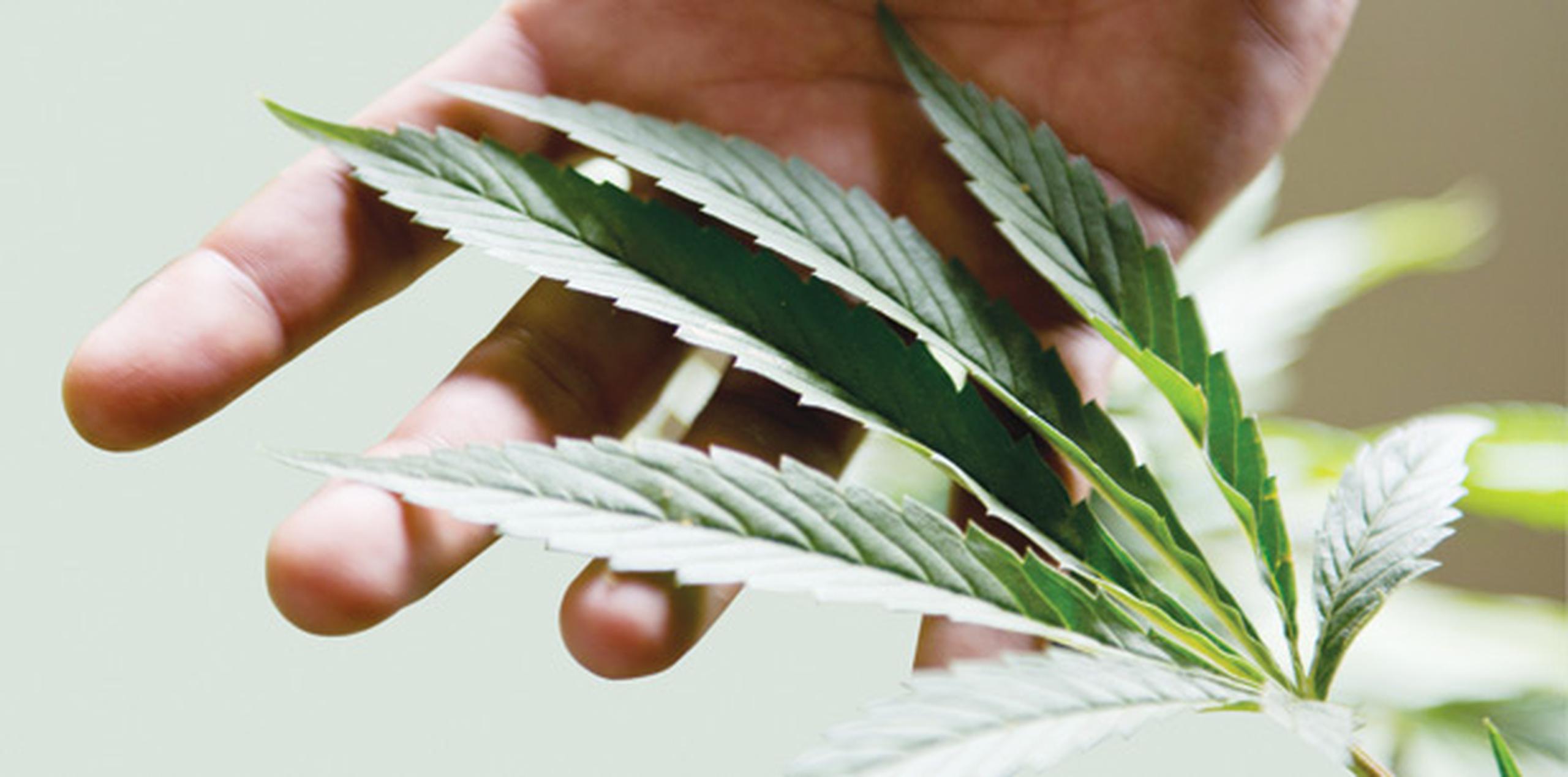 La Administración federal de Drogas y Alimentos (FDA) no reconoce el cannabis medicinal como un medicamento. (Archivo)
