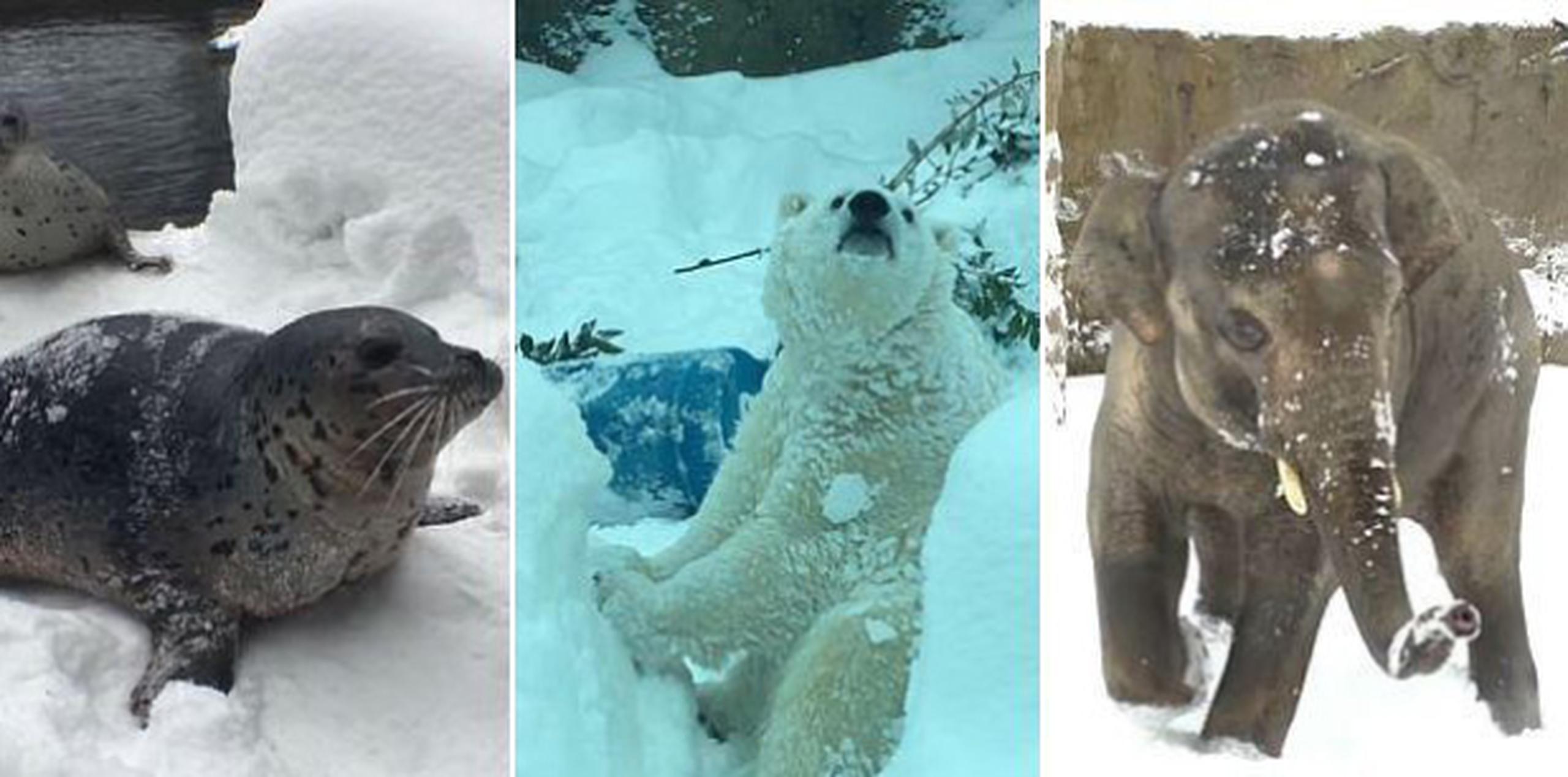 Pese a la nevada, los empleados del zoológico no desistieron en su trabajo de cuidar a los animales. (YouTube/Oregon Zoo)