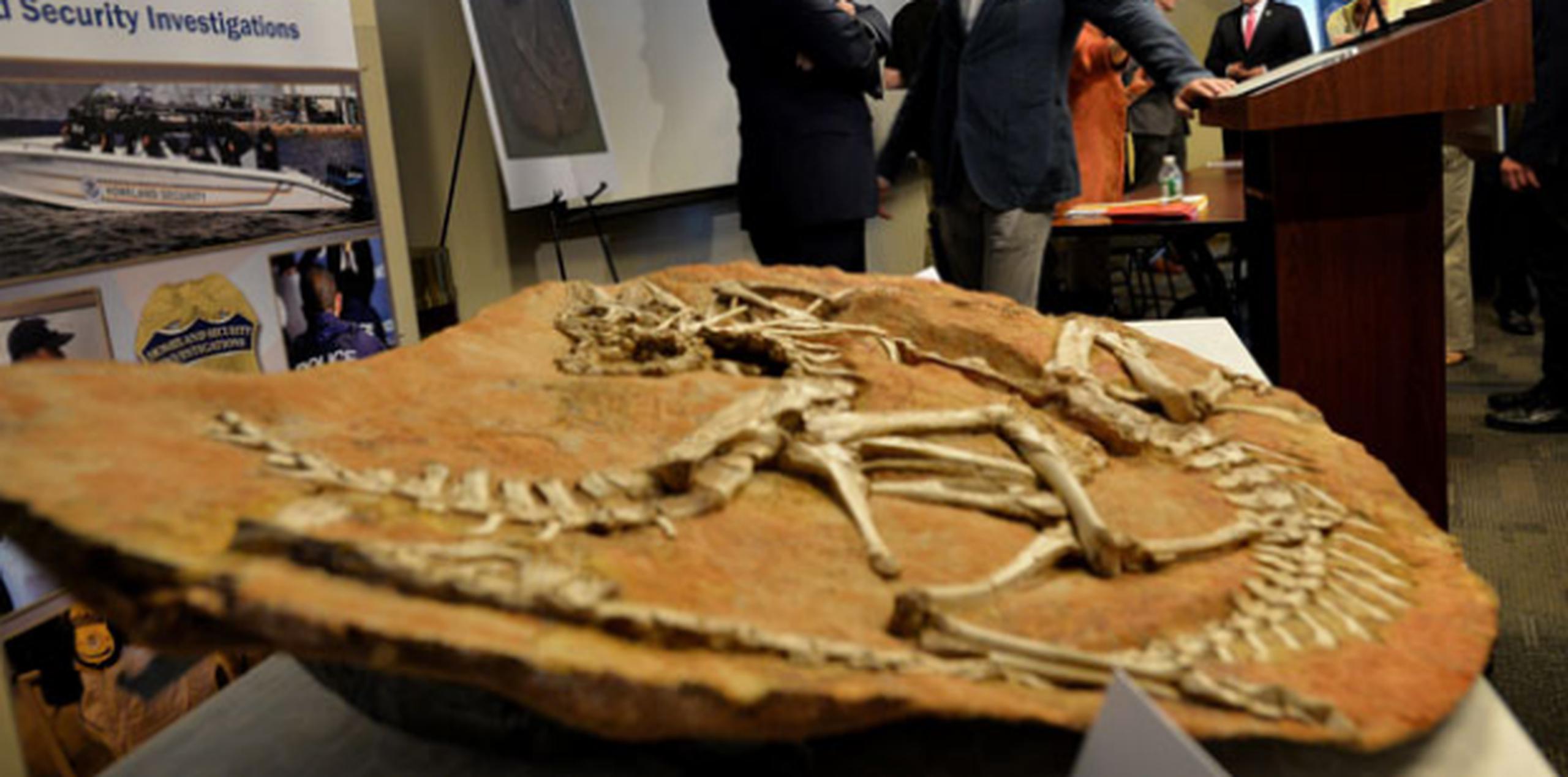 Las investigaciones llevaron a la detención de quien había importado ilegalmente estos restos paleontológicos, Eric Prokopi. (EFE)