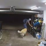 Video: Golden Retriever se pone a jugar con ladrón que robaba en su casa