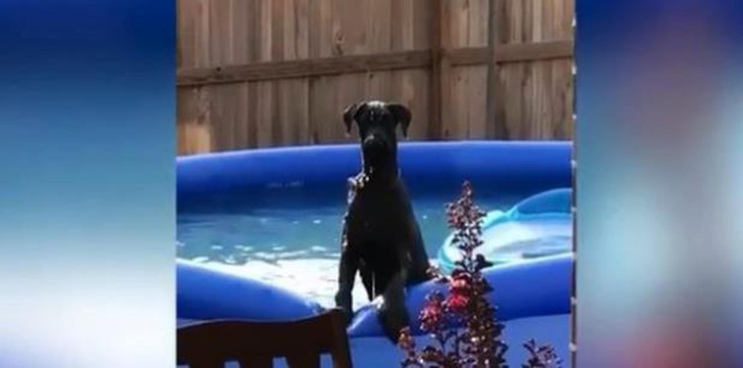 Perro fue sorprendido por su dueño en piscina y lo que hace cautiva a miles. (GDA)