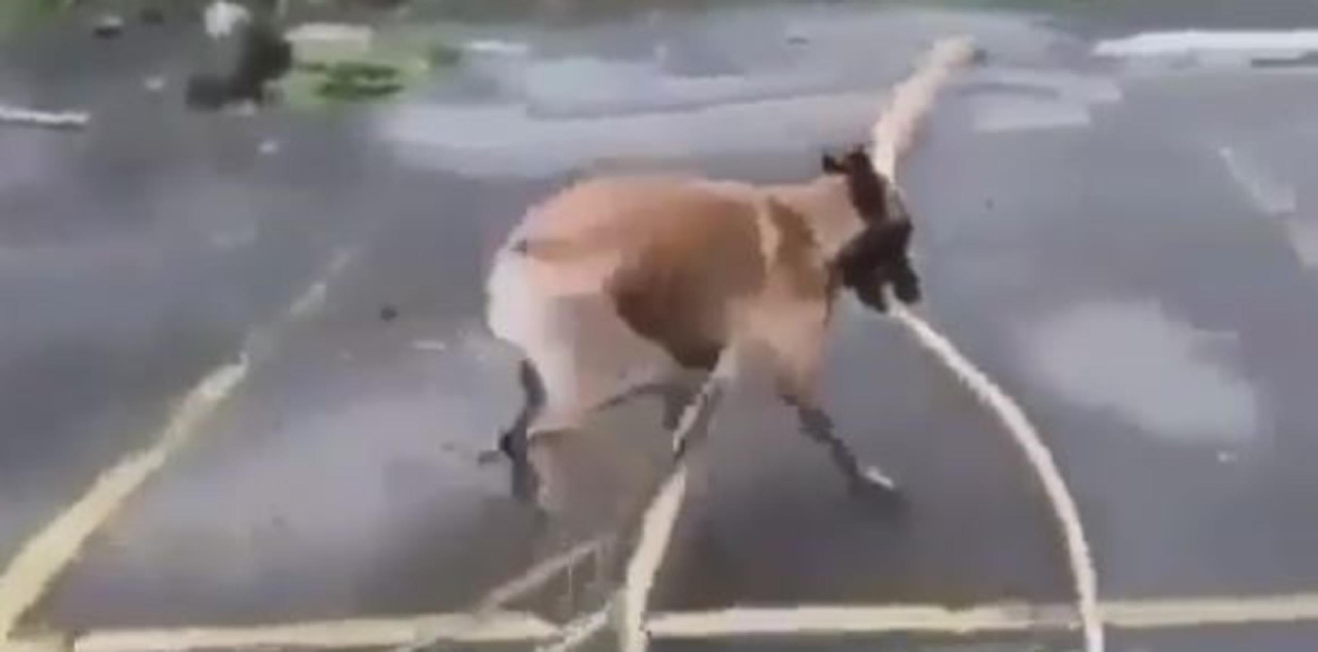 Cuando el animalito completó su odisea, fue agasajado por un grupo de personas, cuyas voces se escuchan en el fondo diciéndole “good boy, good boy” (“buen chico, buen chico”). (Captura)