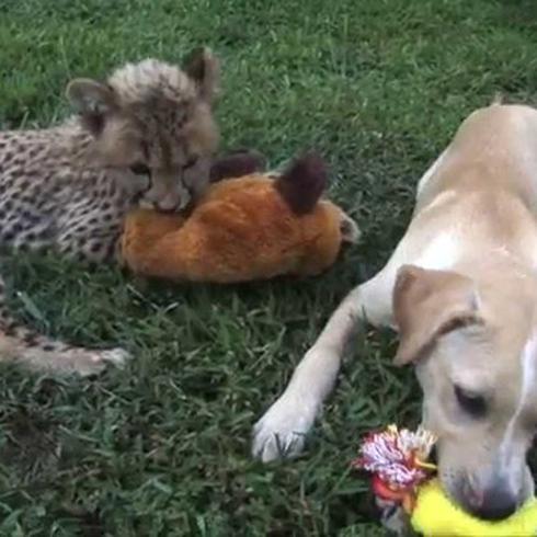 Cheetah bebé y perrito son los mejores amigos