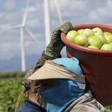 Limitado a la agricultura el uso de trabajadores extranjeros en la Isla