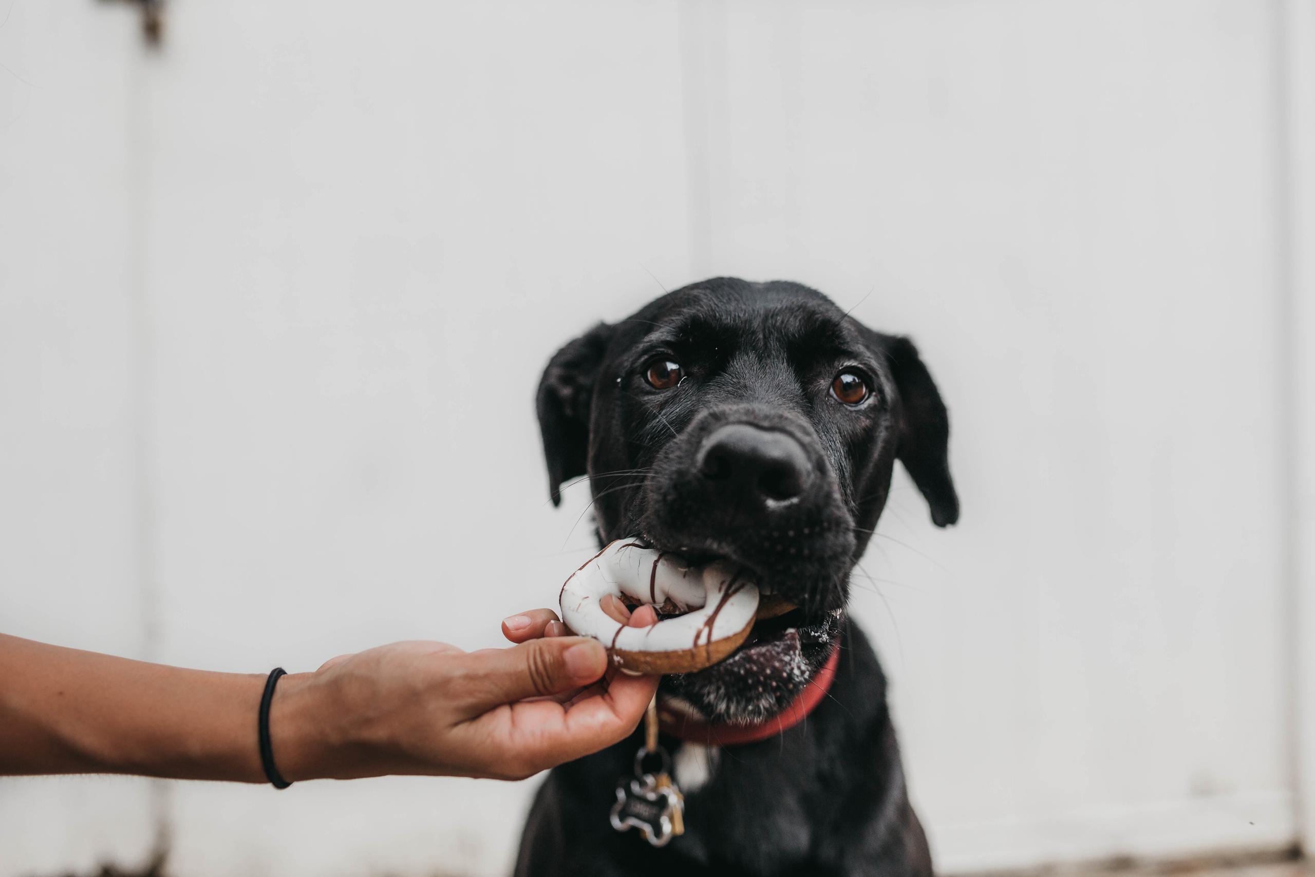 Los perros no deben comer alimentos que contengan masas de levadura, edulcorantes artificiales o chocolate, entre otros. (Camylla Battani / Unsplash)