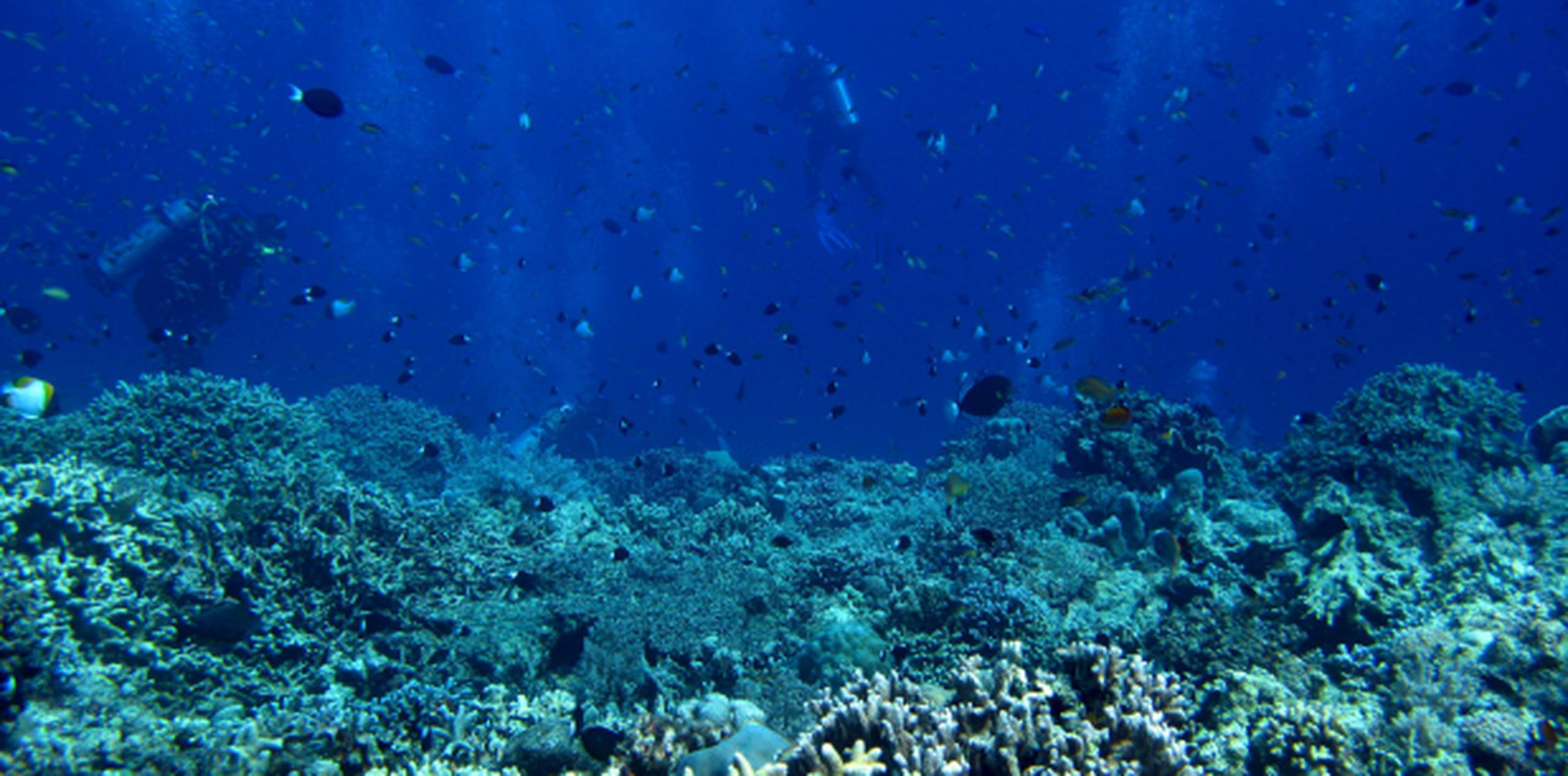 El blanqueamiento de corales es una respuesta al estrés causado por la exposición de los arrecifes de coral a las temperaturas oceánicas elevadas. (EFE / Dennis M. Sabangan)