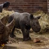 Nace Magashi, un rinoceronte negro oriental en peligro de extinción 