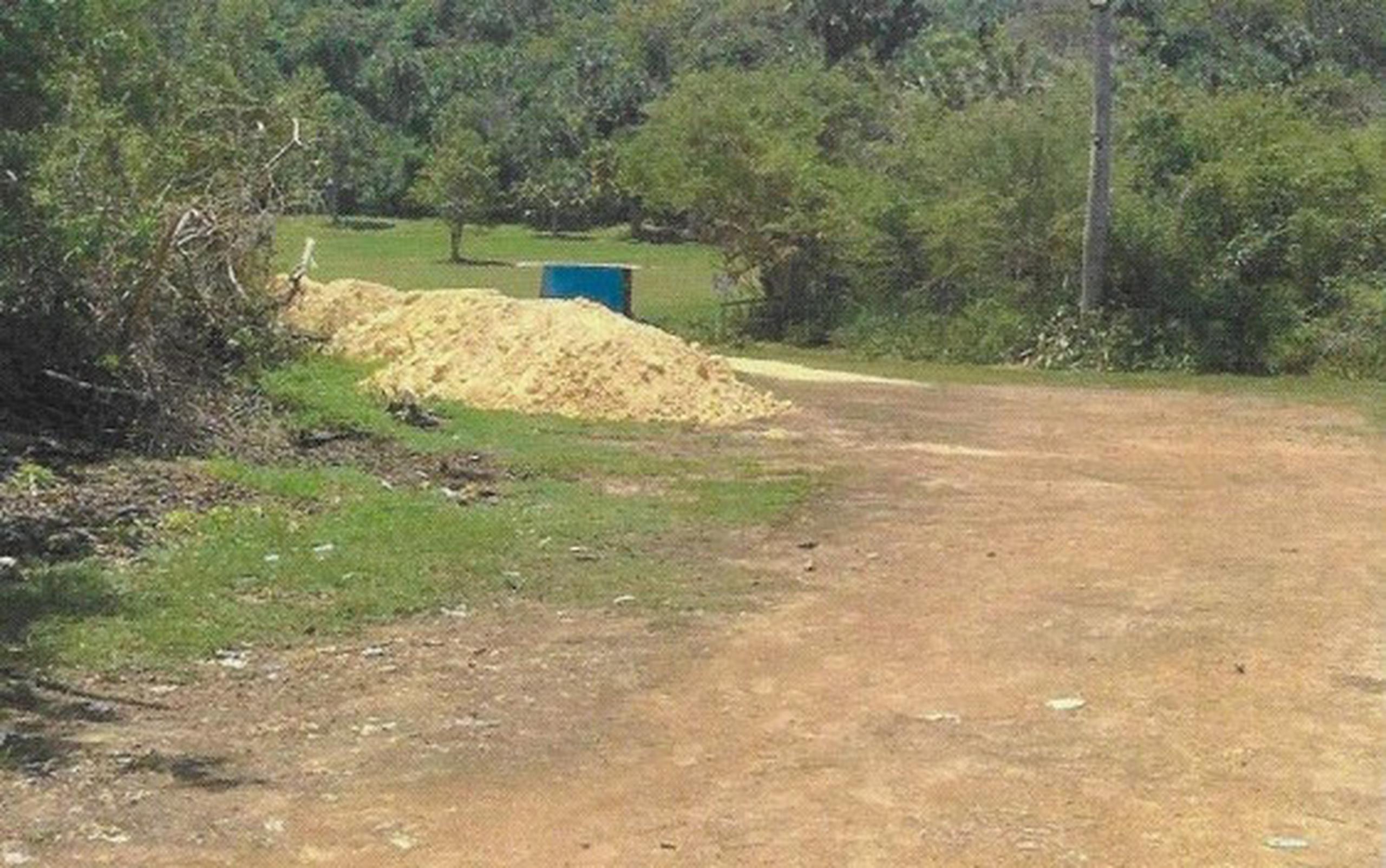 Autoridades del municipio y voluntarios ambientalistas hallaron tosca en una finca de barrio Bajura.