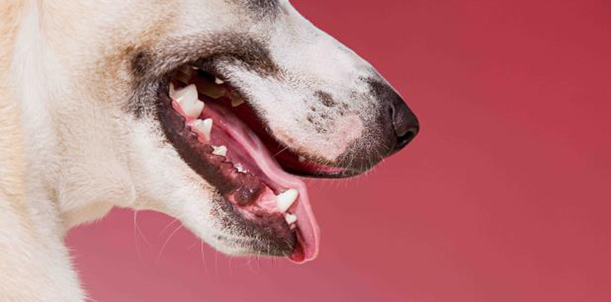 La infección es rara y 99% de las personas con perros nunca contraerán la bacteria. (Shutterstock)