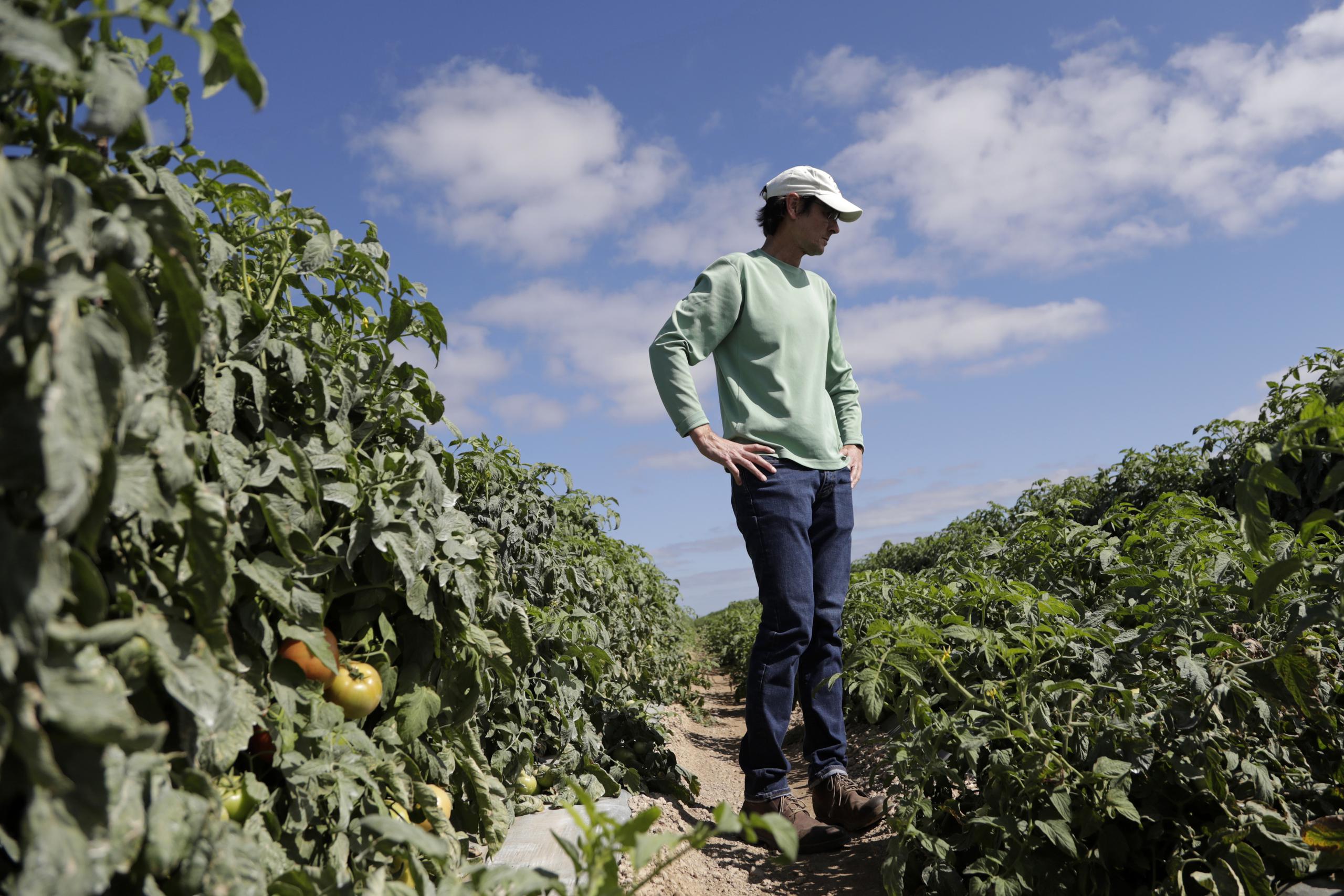 Jim Husk, gerente de la finca DiMare, camina entre las plantas de tomate en un campo en Homestead, Florida. Miles de acres de frutas y vegetales se han visto afectados por el coronavirus.