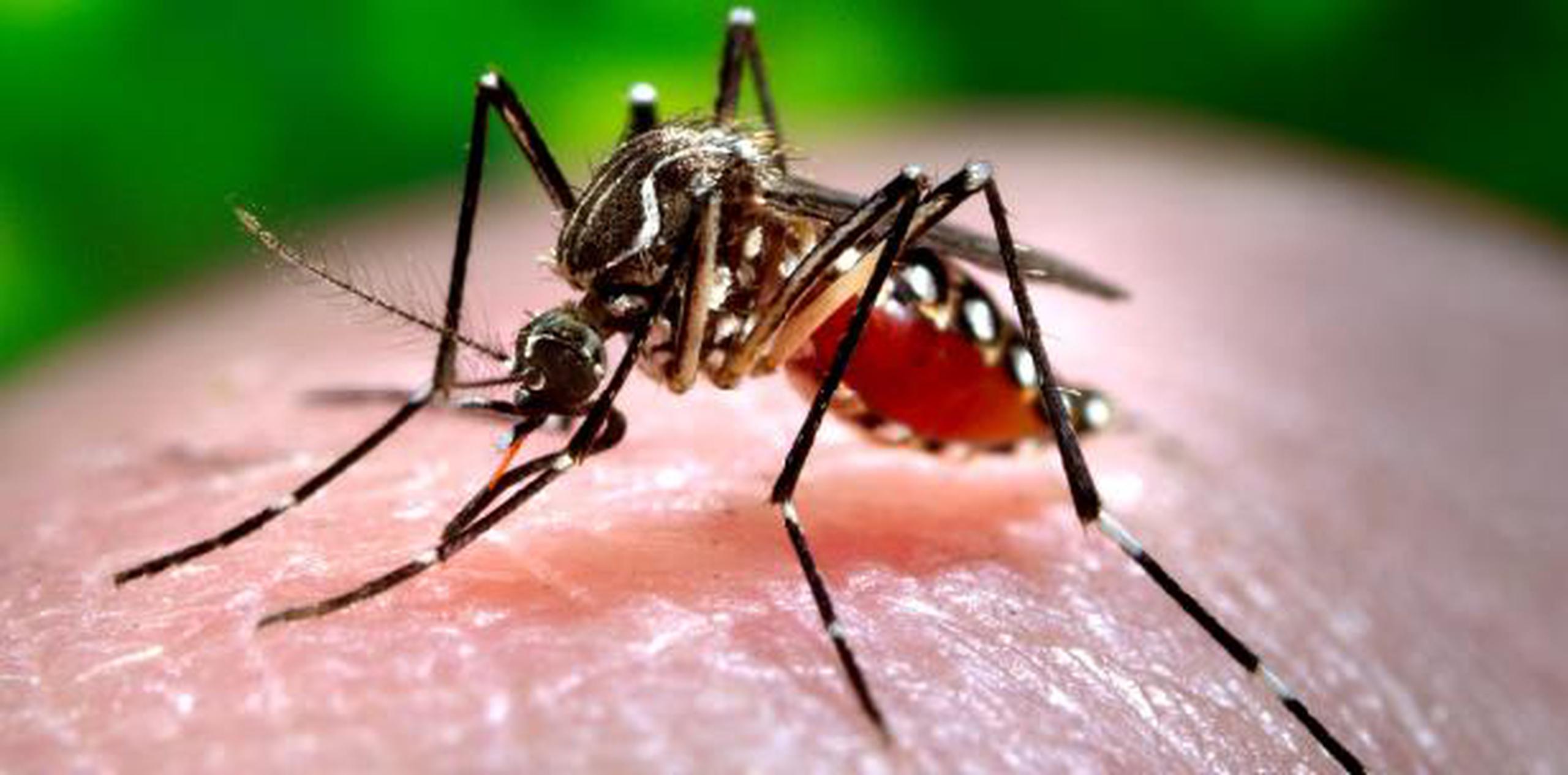 En Puerto Rico se han confirmado 19 personas infectadas con el virus, que se transmite por la picada del mosquito Aedes aegypti, que puede criarse en neumáticos. (Archivo)
