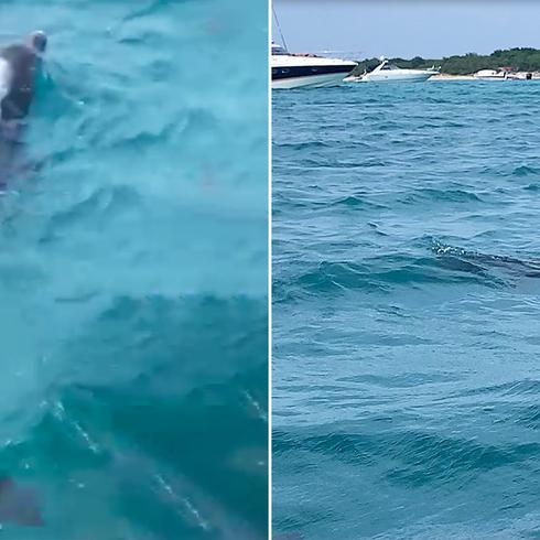 Espectacular encuentro con delfines en Icacos