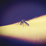 Le declaran la guerra a los mosquitos con repelente que te vuelve “invisible”