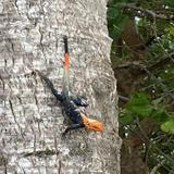 Avistan en la Isla la especie invasiva “lagarto de fuego”