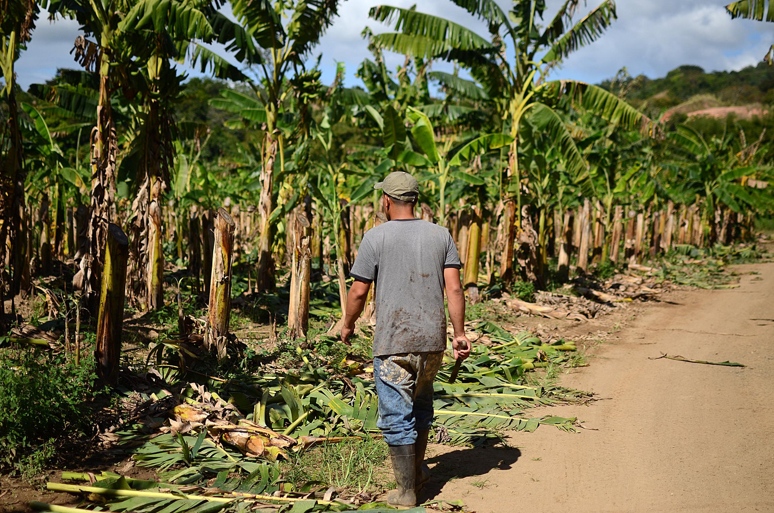 El secretario de Agricultura, Ramón González, informó que los agrónomos de la agencia están listos para evaluar, de inmediato, los posibles daños de Grace y determinar si es necesario solicitar un estado de emergencia para la agricultura.
