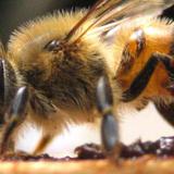 RUM celebra talleres virtuales sobre abejas