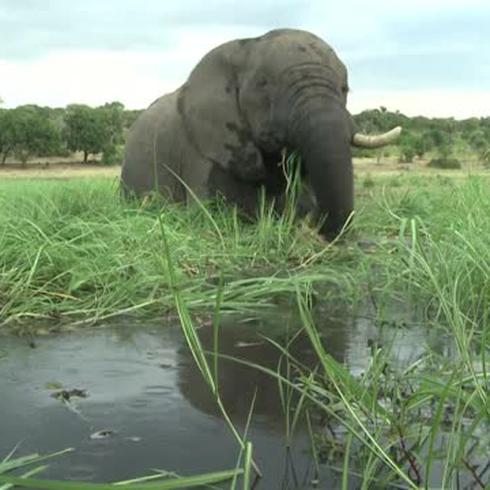 Encuentran 275 elefantes muertos en condiciones misteriosas