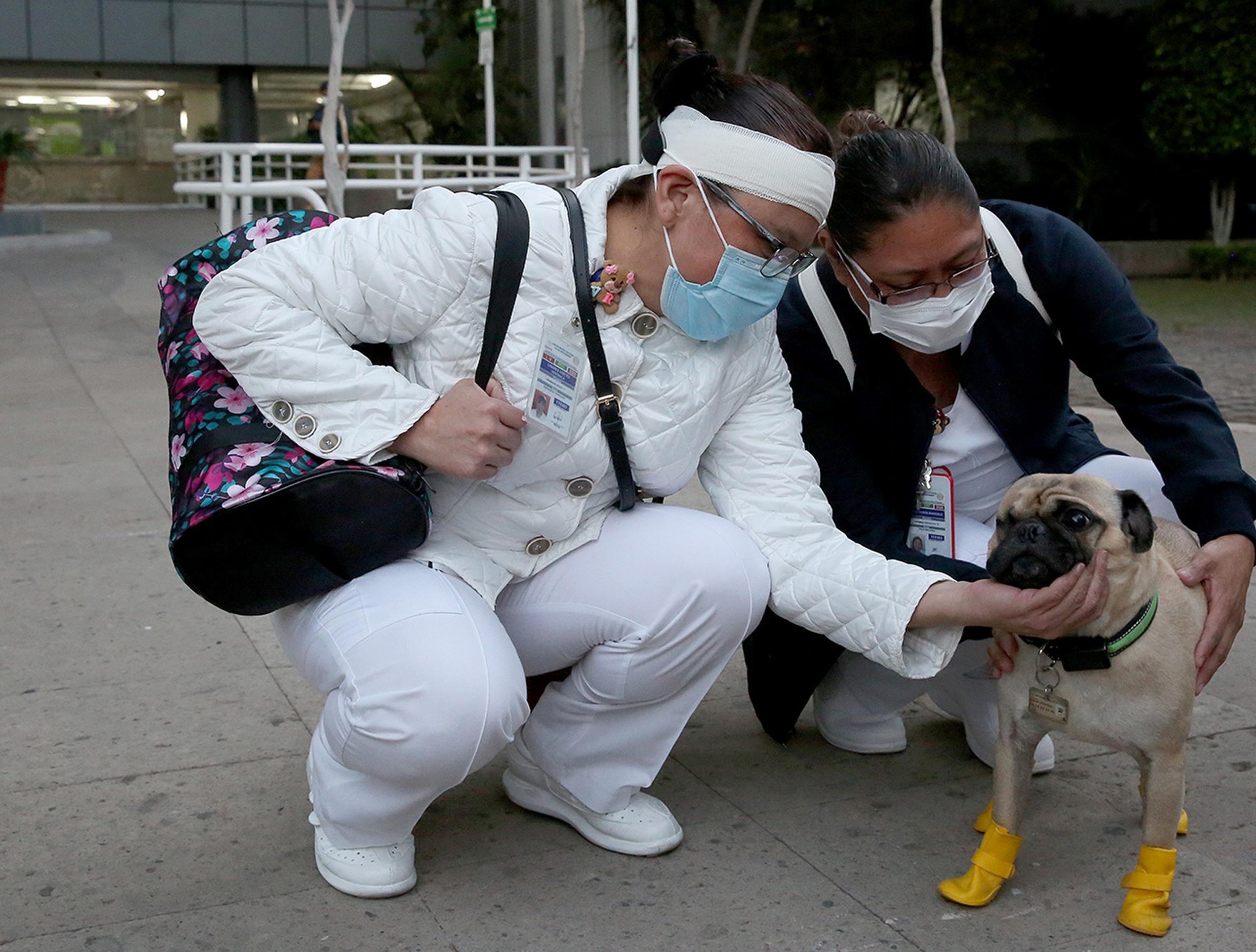 Fotografía cedida este lunes por Instituto de Seguridad y Servicios Sociales de los Trabajadores del Estado (ISSSTE), que muestra al perro de raza Pug llamado Harley, conviviendo con dos enfermeras de esta dependencia en la Ciudad de México(México).