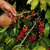 Se moderan los precios mundiales del café