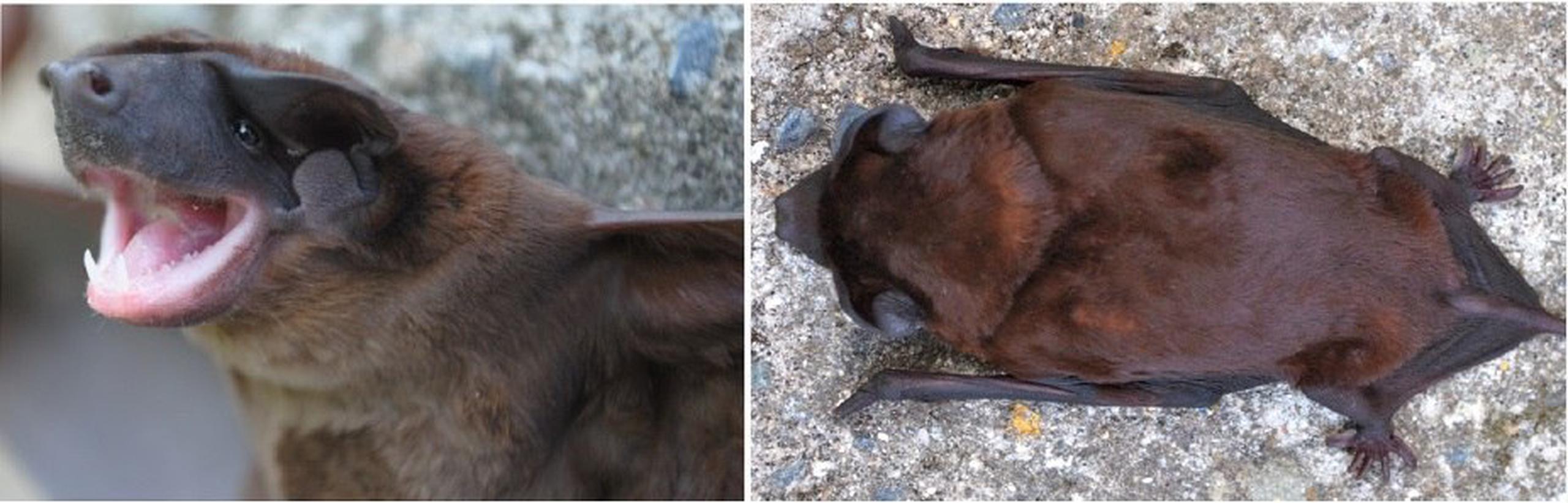 La investigación se basó en datos morfológicos y moleculares para determinar la existencia de una nueva especie Cynomops de murciélagos, que habitan en ecosistemas andinos de los tres países y bautizado como C. kuizha.