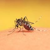 Oficial: A liberar millones de mosquitos infectados en Puerto Rico