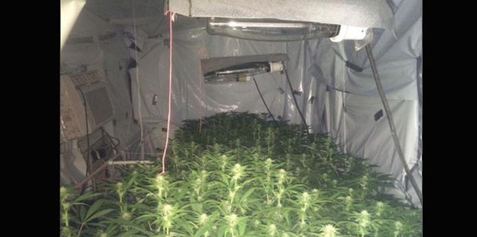 Las autoridades ocuparon cientos de plantas de marihuana en dos invernaderos y un vivero encontrados en una propiedad en San Sebastián. (Suministrada)
