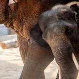 Científicos hallan indicios de que los elefantes se ponen ‘nombres’ para comunicarse