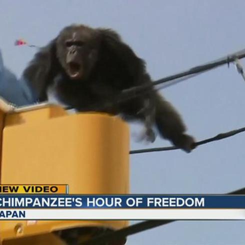 Chimpancé se escapa de zoológico en Japón