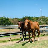 Impulsan ideas para salvar fincas de crianza de caballos en Puerto Rico