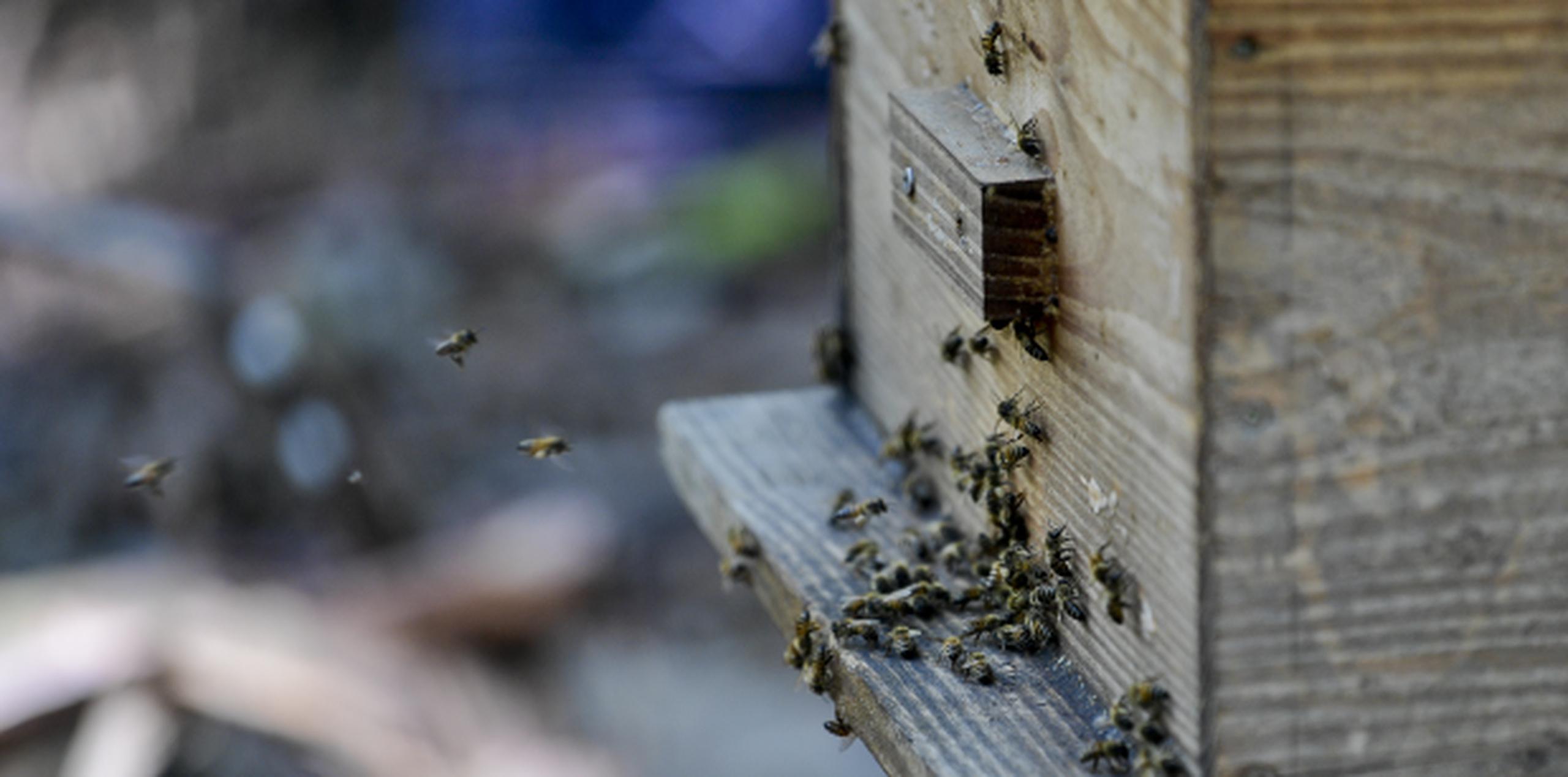 Al lugar han llevado abejas removidas de varios pueblos de la Isla que han ubicado en diez colmenas. (gerald.lopez@gfrmedia.com)