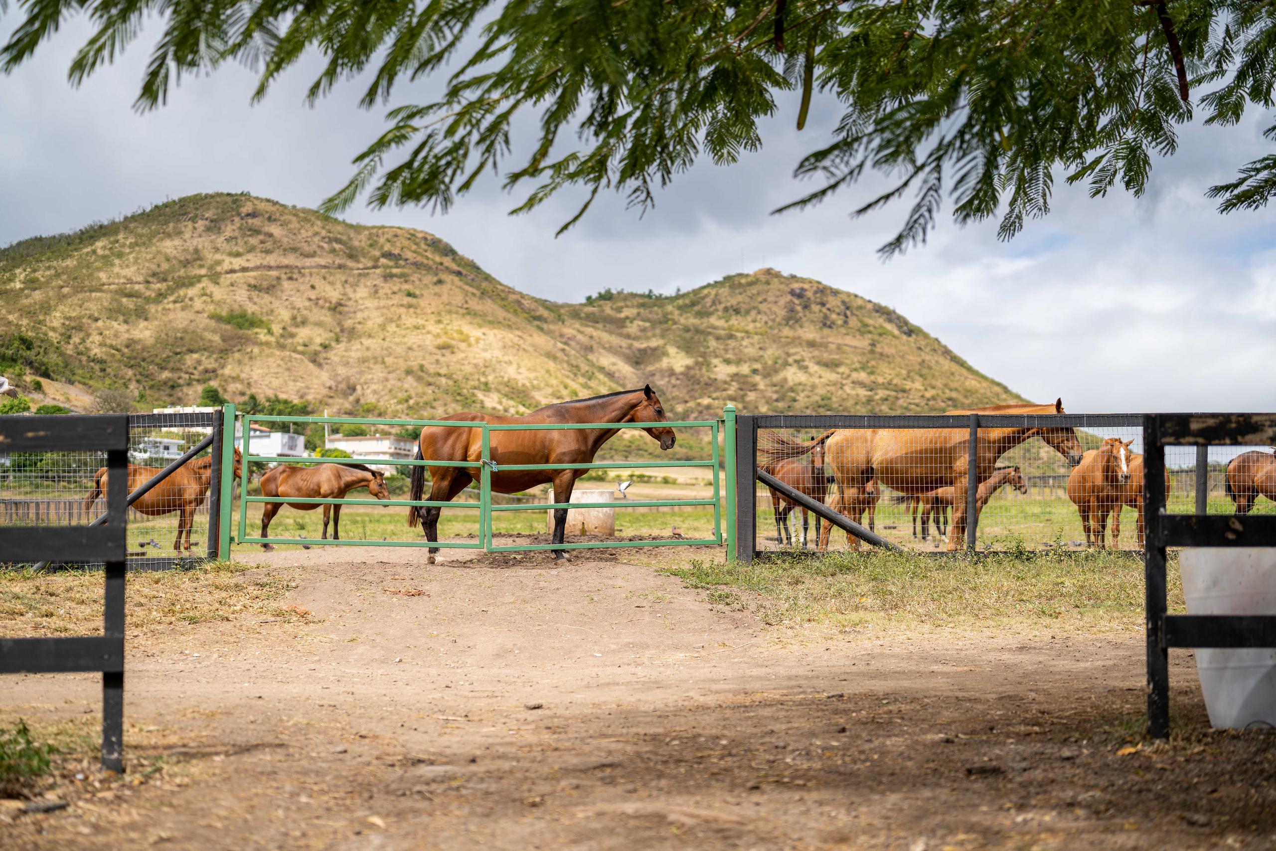 En Potrero Los Llanos se crían ambos caballos de carrera y de Paso Fino.
