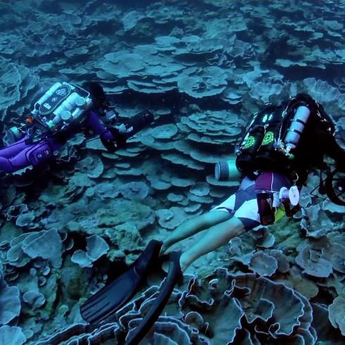 Hallan "mágico" arrecife de coral en el océano Pacífico