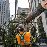 FOTOS: Llega a Nueva York el icónico árbol de Navidad del Rockefeller Center