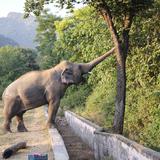 El elefante más solitario del mundo llega a su nueva casa